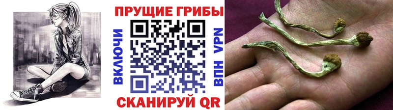 Псилоцибиновые грибы ЛСД Ковров